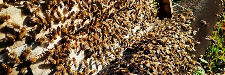 Stärzelnde Bienen